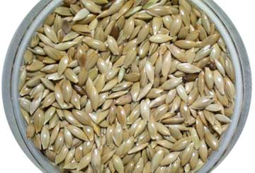 canary seed exporter